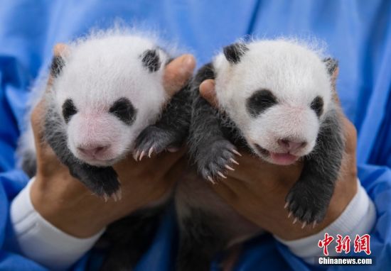 韩国爱宝乐园公开雌性双胞胎大熊猫幼崽照片