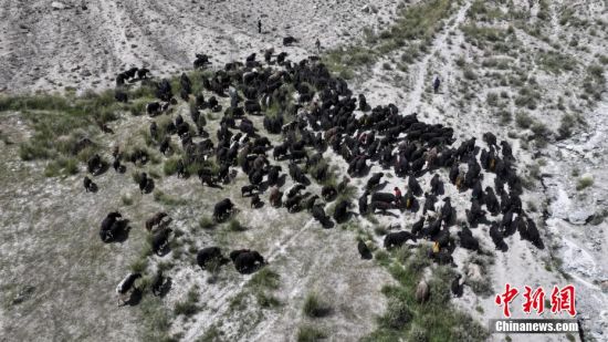 新疆阿克陶县：12万头帕米尔牦牛开启秋季转场