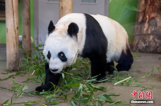 旅英大熊猫“阳光”和“甜甜”已回中国