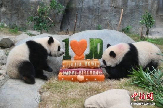 香港海洋公园举办生日派对 庆祝“港产”大熊猫龙凤胎一周岁生日