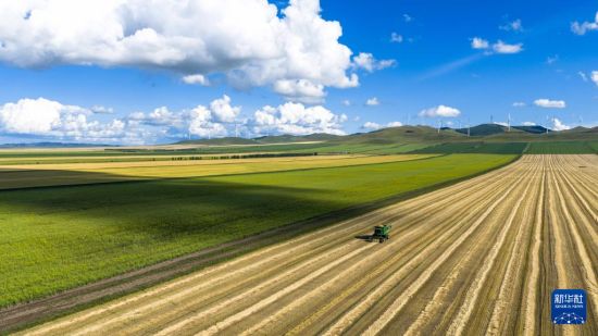 内蒙古额尔古纳：万亩麦田迎秋收
