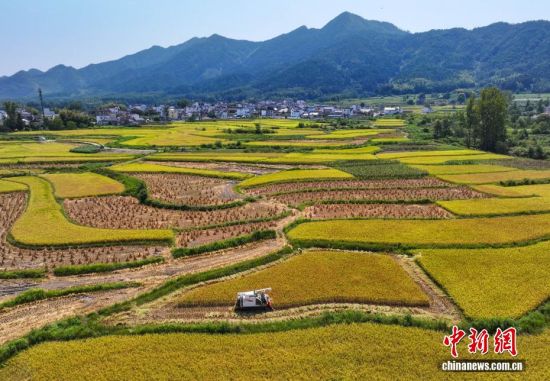 安徽黟县：白露将至田间忙