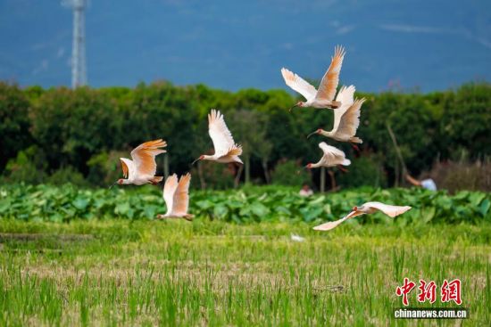 金秋时节 秦巴稻田内朱鹮惬意飞舞