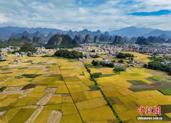 广西贺州：金秋田园美 晚稻收割忙