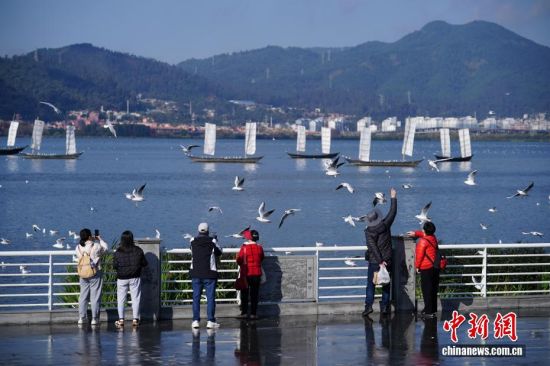 云南昆明：人鸥同乐享暖阳