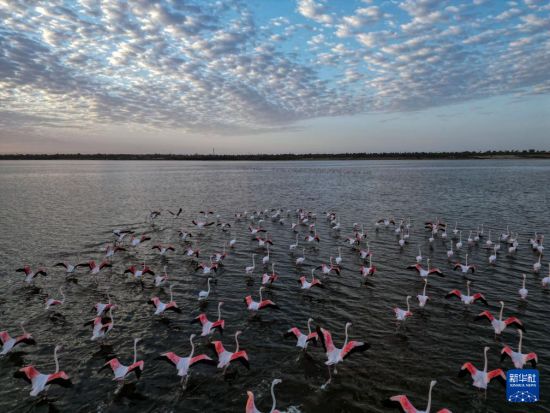 埃及：火烈鸟越冬加龙湖