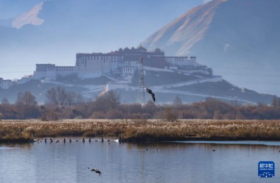 西藏：拉鲁湿地获“世界海拔最高的城市天然湿地”世界纪录认证