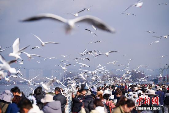 昆明气温回升 民众滇池边喂鸥赏景