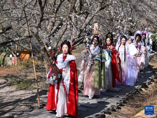 福建永泰：青梅绽放引客来