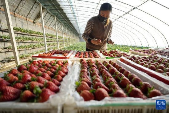 河北滦州：温室大棚暖寒冬