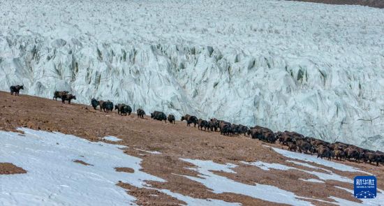 世界冰川日：当冰川遇到野牦牛