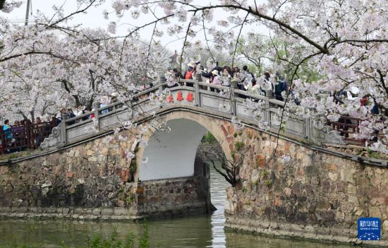 清明时节 不负花期