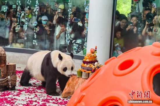 天津动物园大熊猫“喜乐”迎来13岁生日