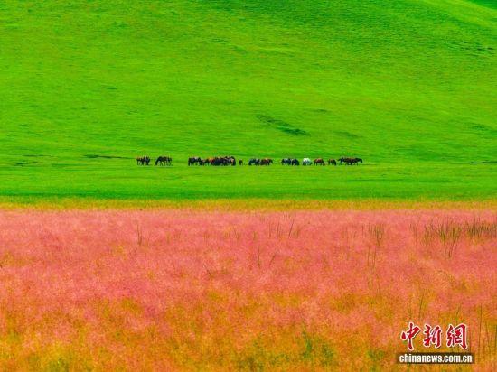 内蒙古额尔古纳：草原粉绿相撞铺展成毯