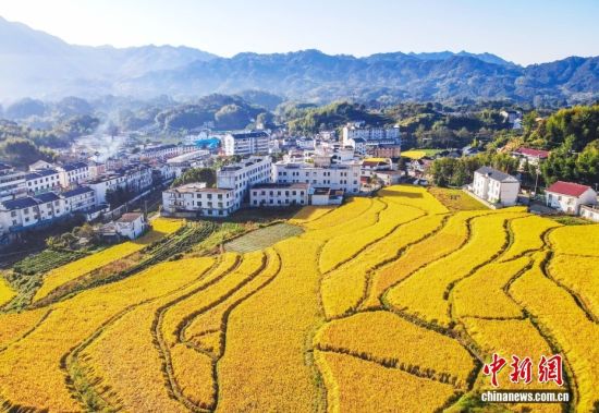 安徽岳西：大地铺金绘秋景 山村丰收入画来