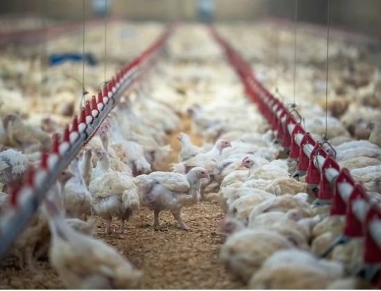 卫生官警告：禽流感和流感交织 可能创造出恐怖新病毒