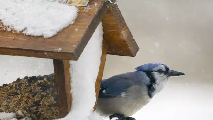 加拿大全国陷入寒冬模式 环境部发出20个天气警报