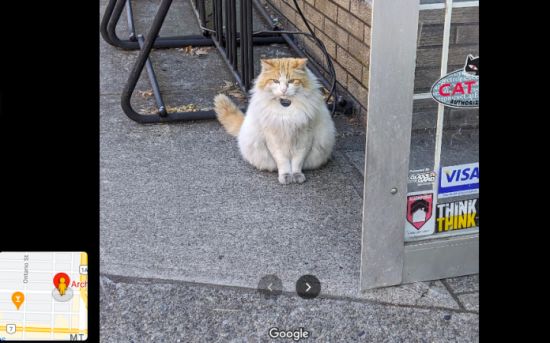 不是虚拟场景！温哥华这只猫获评谷歌地图五星级“景点”