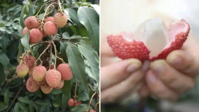 “怀石”新品种︱跨属杂交成功 全球首诞龙眼味荔枝