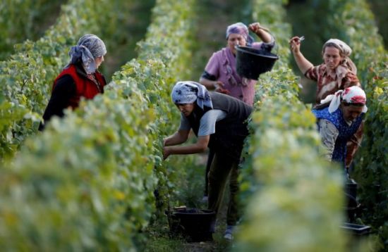 法国红酒产量过盛 当局砸17亿处置库存救酒商