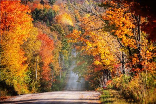 加拿大夏季的极端天气，改变了秋天的树叶色彩