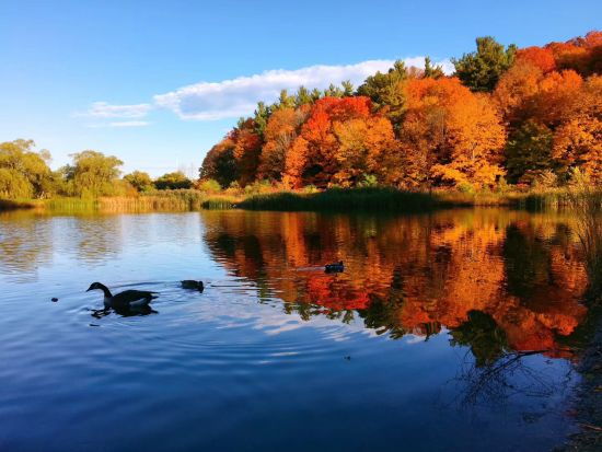 安省枫叶变色高峰时间公布：阿冈昆公园已经达到100%变色率