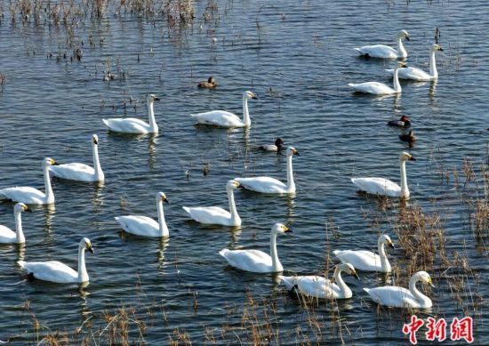 人这一辈子，一定要来山东追一次“鸟浪”！
