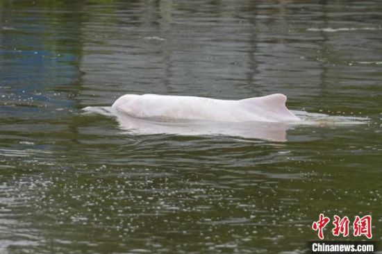 中华白海豚现身广州内河 当地政府跟踪保护