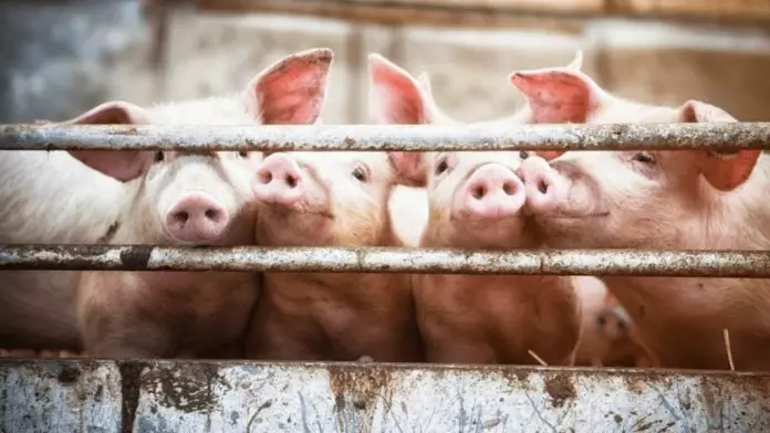 台湾爆首宗非洲猪瘟 农业部扑杀195只禁运禁宰5天