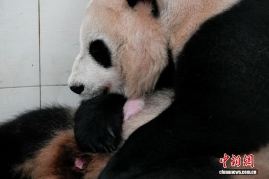 中国大熊猫保护研究中心2026年首对双胞胎大熊猫幼仔诞生