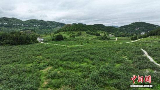 写在青山绿水间的贵州“绿色答卷”